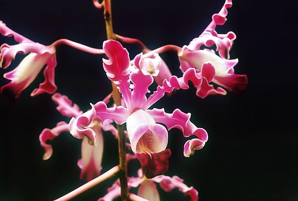 Laelia undulata